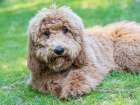 Goldendoodle dog portrait. Art Print